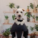 코코펫살롱&호텔 이미지