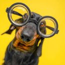 전문안경 이미지