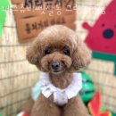 페스츄리(PET'S TREE) 이미지