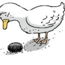 미운오리새끼 이미지