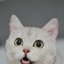 리버동물의료센터 이미지