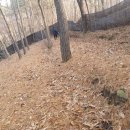 산양삼 재배지 낙엽 청소 이미지