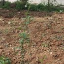 열무농장 이미지