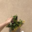 생활플라워 이미지