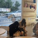 펌킨 펫하우스 서울숲 이미지