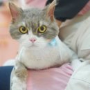 페페로미아 이미지