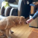 레오까까 이미지