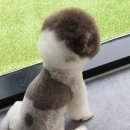 몽실몽실애견미용 네이버블로그
