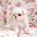 퍼피가든 이미지