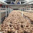 머슬레시피 이미지