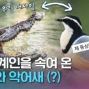 악어새 - 송파구 오금로40길 40 | 악어새