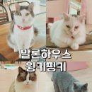 윙키핑키 | 영등포 선유도역 아이와 가볼만한 곳 말론하우스(키즈카페) 윙키핑키(고양이카페)_내돈내산