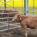 탑 셀 바이오 뱅크 이미지