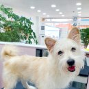 몽개몽개 애견미용실 이미지