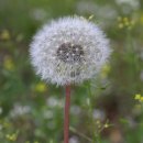 민들레네 이미지