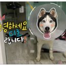 방학동물외과센터 이미지