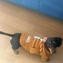 꽃차&약선차 | 일상 속 잠시 쉬어갈수 있는 숲속의 정원같은 공간 기장장안사근처브런치카페맛집 루아브런치카페 솔직후기