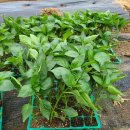 소향농장 이미지