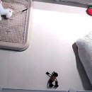 뽀송이네