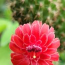 여우꼬리 이미지