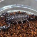 리골드 | 다양한 전갈들이 입고 되었습니다 ! . 이스라엘리골드전갈,보혜미전갈,레드크로우,카리나투스,자이언트...