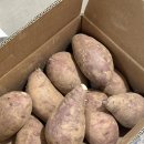 맛남 | 꿀고구마 찌는법 '자연맛남' 구매 후기