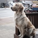 오케이바이크 네이버블로그