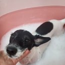 펫 가디언 | 용인시 구갈동 ‘펫가디언 애견미용실’