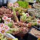 새움3로(서) 이미지