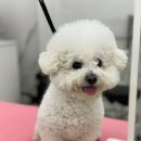 울리독 | 인천 연수동 &#39;울리독&#39; 후기 비숑목욕 비숑미용