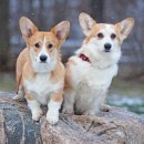 베이지동물병원 이미지