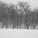 숲의동화 이미지