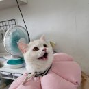 모찌냥 티스토리