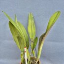 Cattleya trianaei concolor 'Orion' 이미지