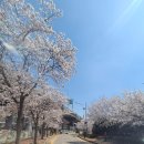 인천대공원(자전거광장) | 2026 인천대공원 벚꽃 나들이 완벽 가이드: 주차부터 숨은 포토존까지