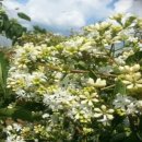 대박양봉 이미지