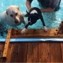 복실이 PC 이미지