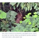 이번에 탈출했다가 사살당한 사자가 무려 20년간 갇혀있었던 철창 크기... 이미지