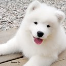 스타클라우드 이미지