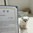 놀러오개 애견유치원 애견호텔 청라신도시점 | 인천 애견유치원 놀러오개 애견유치원 애견호텔 청라신도시점
