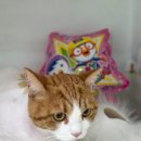 동물농장 애견전문 미용실 이미지