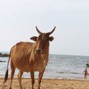 소들의 천국 이미지