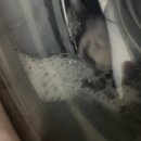 진세탁마트 | 세탁세제추천 바꾼 후기 — 향료 세제 버리고 몰리스서즈 정착해서 땀냄새 탈출