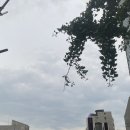 뮤지컬펜션