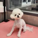 우한수 애견미용실 이미지