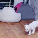 별이와콩이 이미지