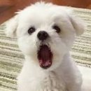 강남운전면허시험장 이미지