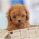 몽냥몽냥 이미지