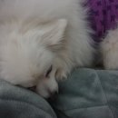 다봄 동물병원 이미지