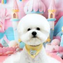 멍뭉펫살롱 이미지